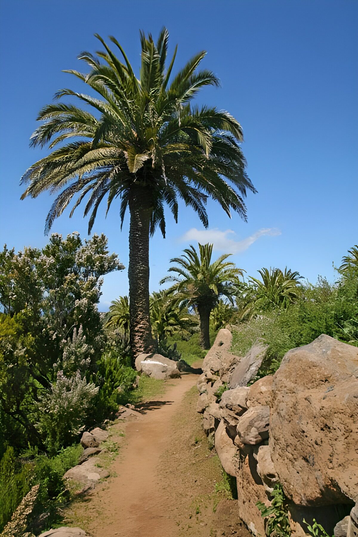 TPDE76403: Palmen am Rande eines Wanderwegs aufLa Gomera 40