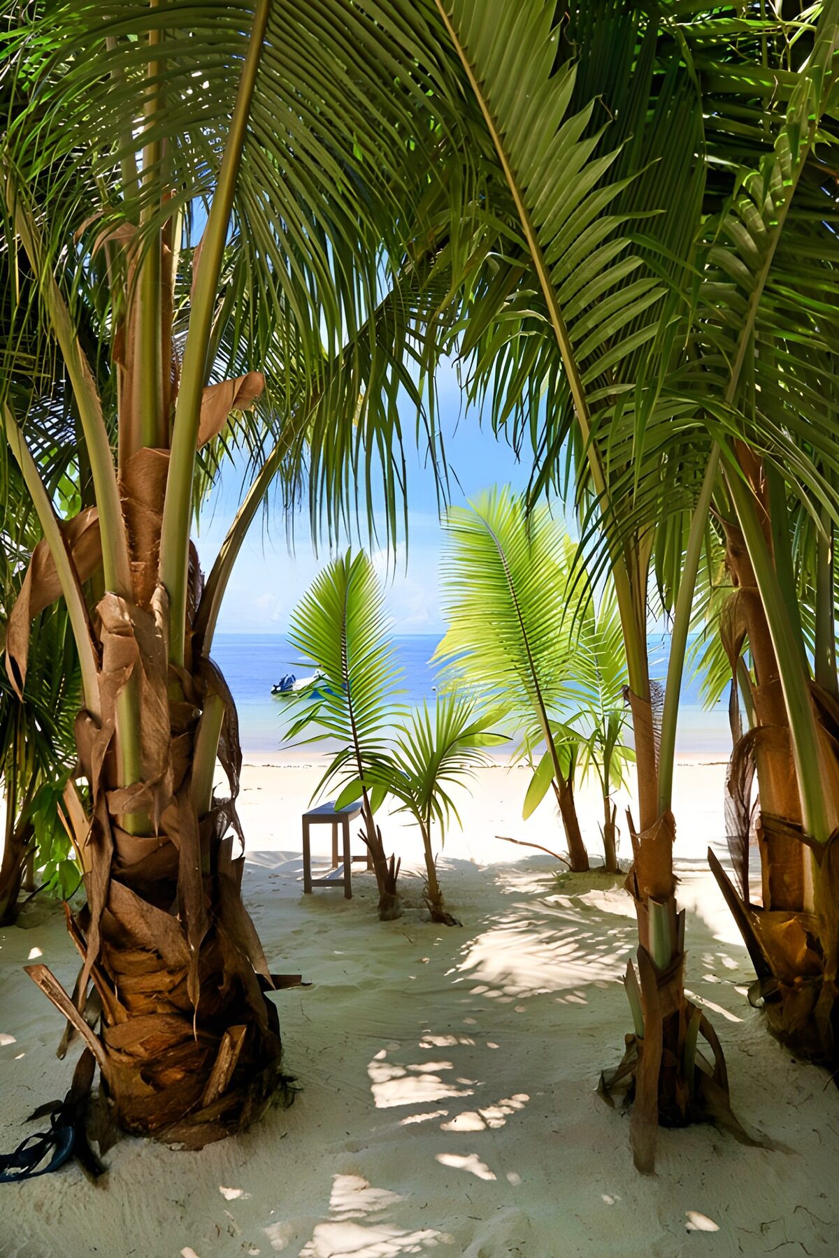 TPDE26722: Blick durch Palmen auf einen tropischen Strand