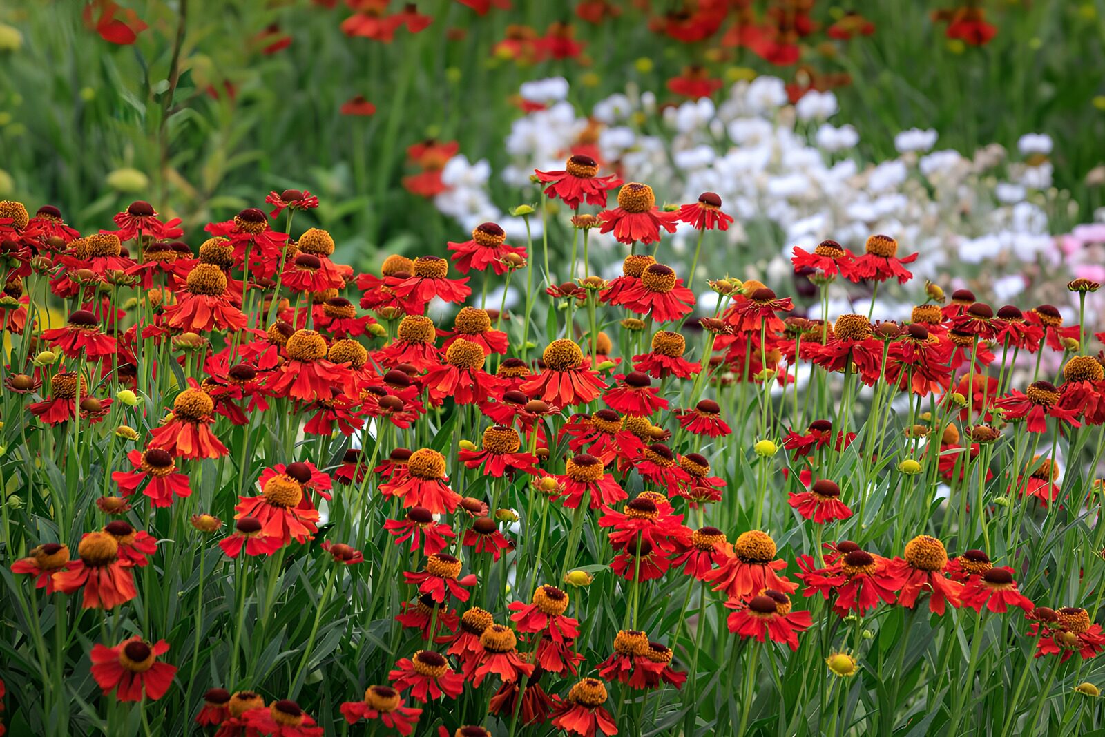 TPDE57467: Rotes Helenium-Blütenmeer im Sommer