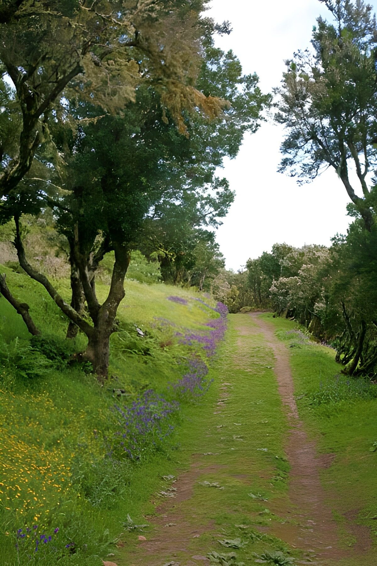 TPDE61195: ruhiger Wanderweg auf La Gomera 3
