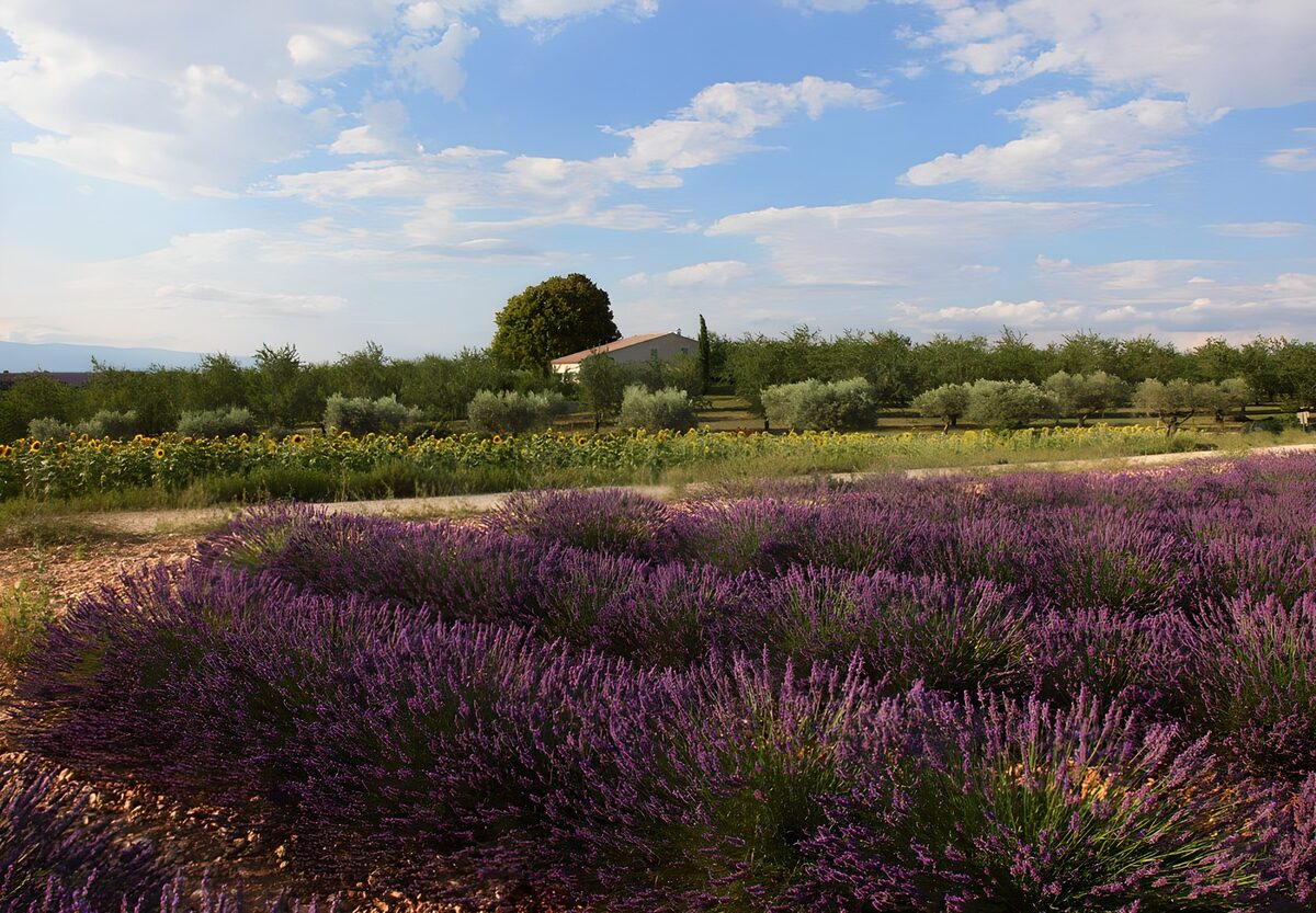  Lavendelfeld und Äcker in der Provence
