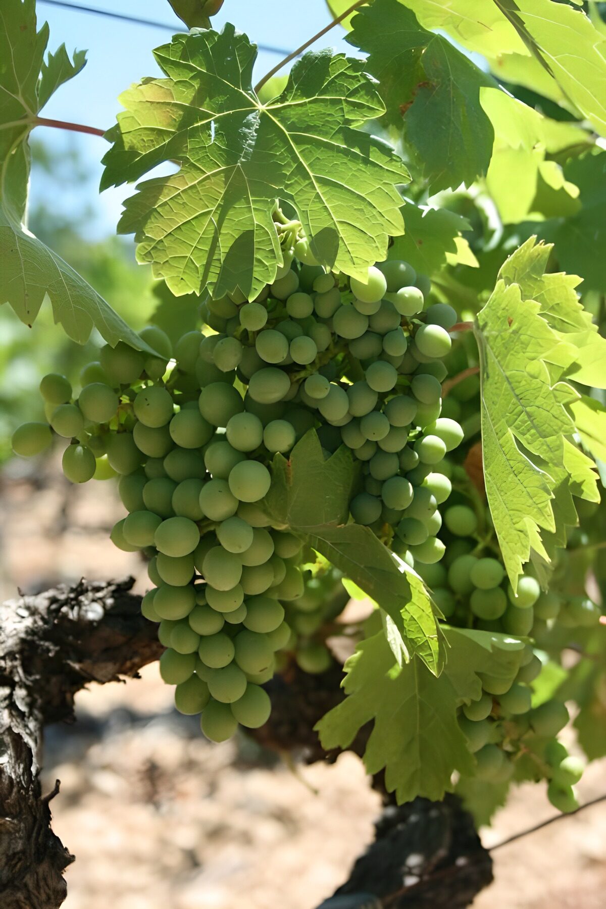 TPDE47810: Weinreben am Rebstock