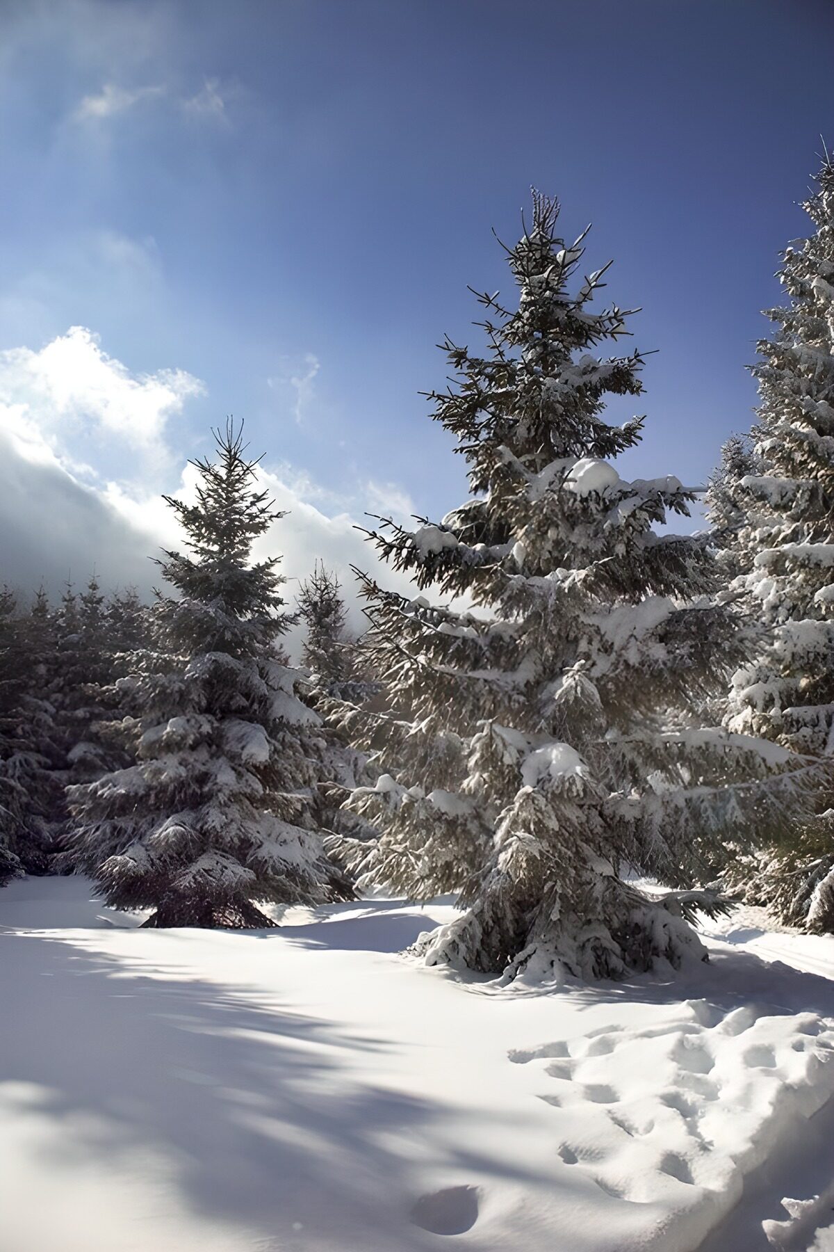 TPDE21667: verschneite Tannenbäume in einemTal