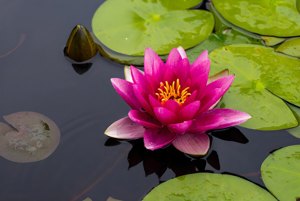 TPDE10942: Schöne Seerose auf ruhigem Wasser