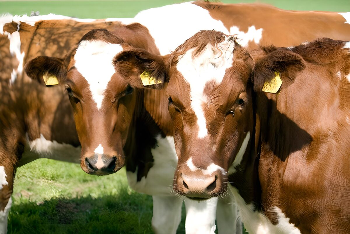 TPDE61922: neugierige Kühe