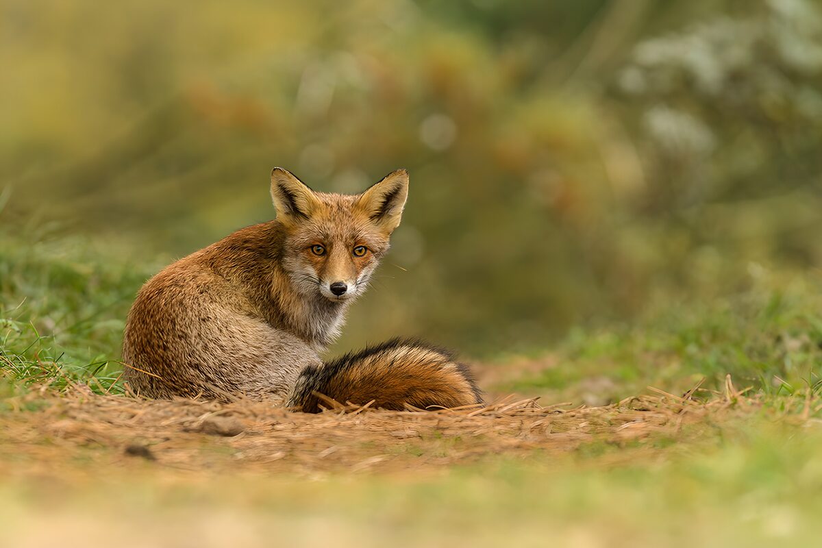Listiger Fuchs im Grünen