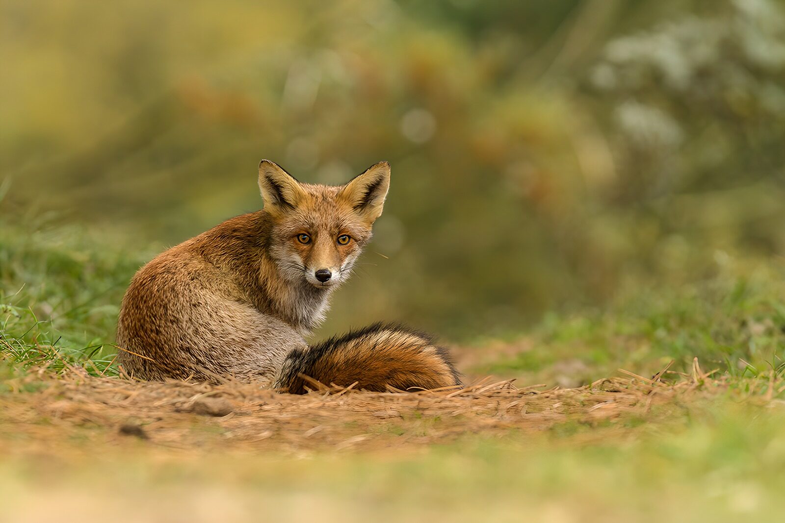 TPDE57484: Listiger Fuchs im Grünen