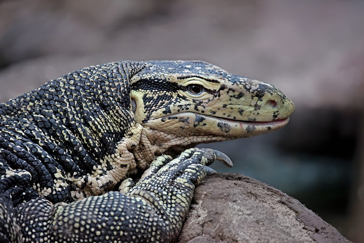 TPDE27643: Komodowaran erwärmt sich in der Sonne
