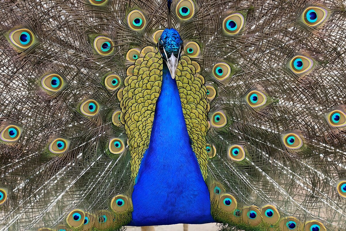 TPDE87400: Ein stolzer, blauer Pfau