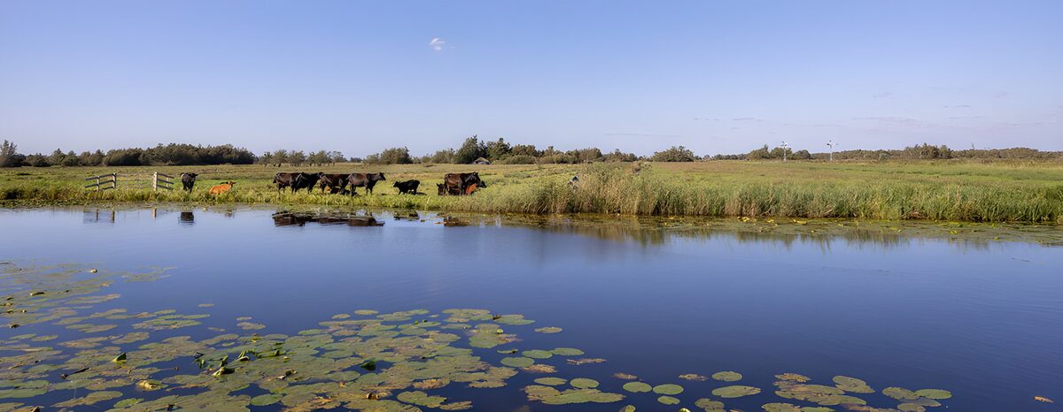 TPDE54474: Idylle am Wasser mit Kühen