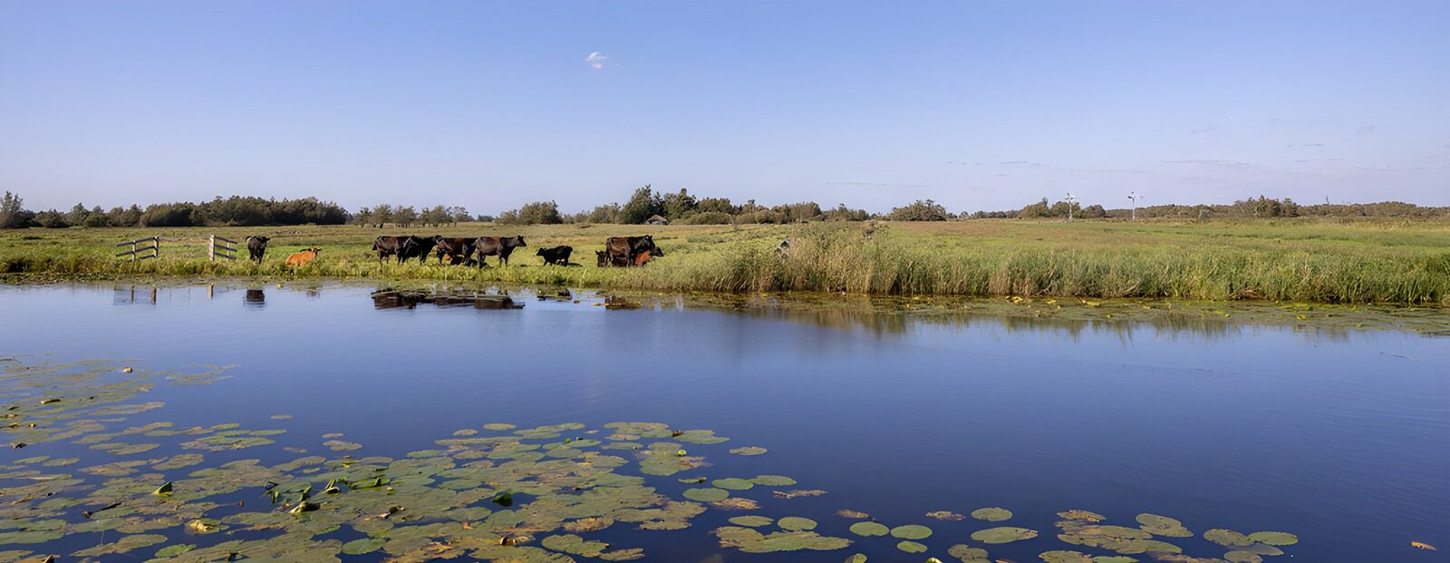 TPDE54474: Idylle am Wasser mit Kühen