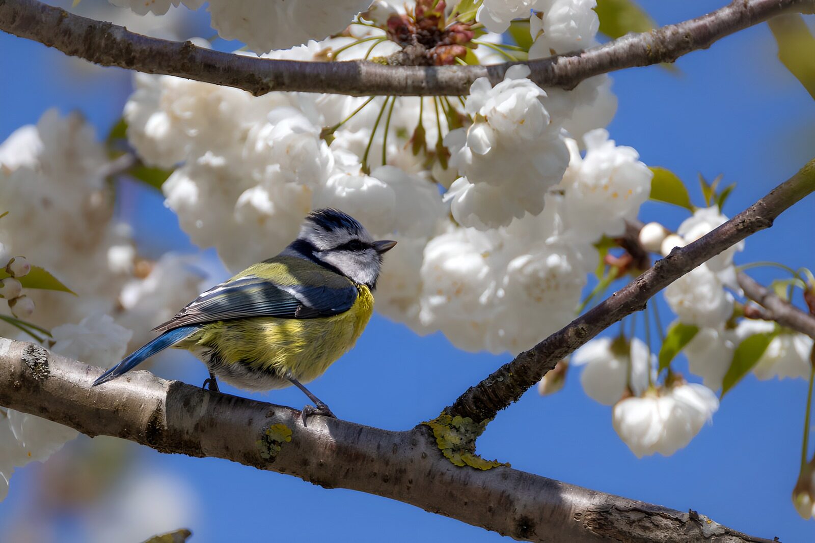 TPDE63327: Blaumeise im Kirschblütenbaum