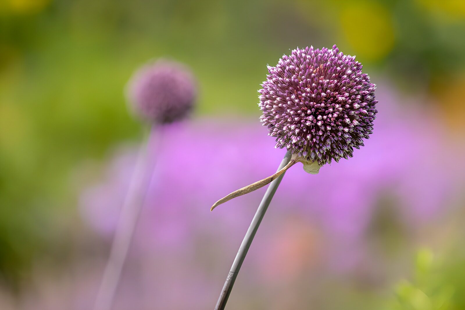 TPDE89805: Lila Blüte im Frühlingsgarten