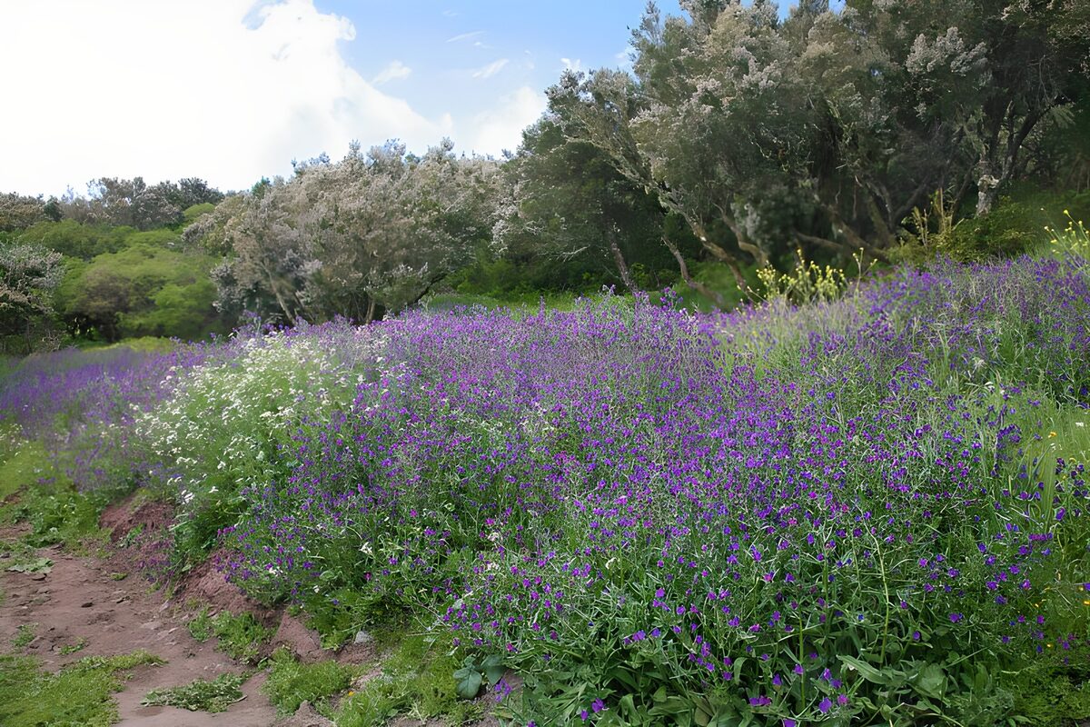 TPDE33596: blaue Blumen am Wegrand  auf La Gomera 2