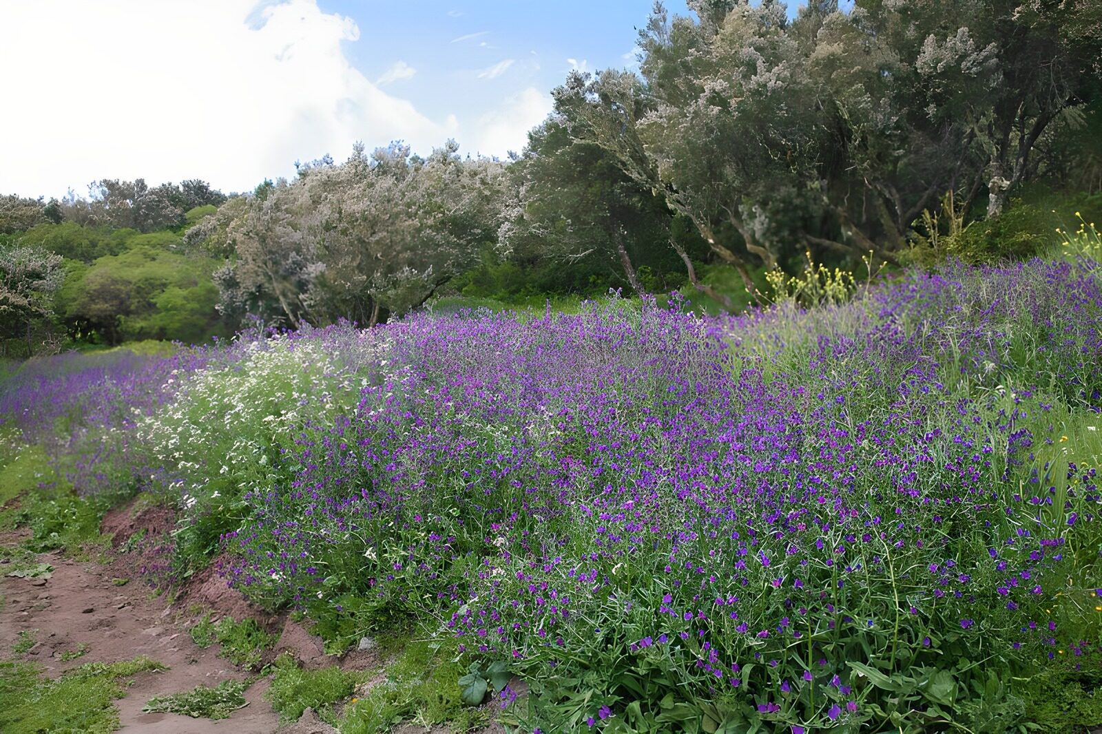 TPDE33596: blaue Blumen am Wegrand  auf La Gomera 2