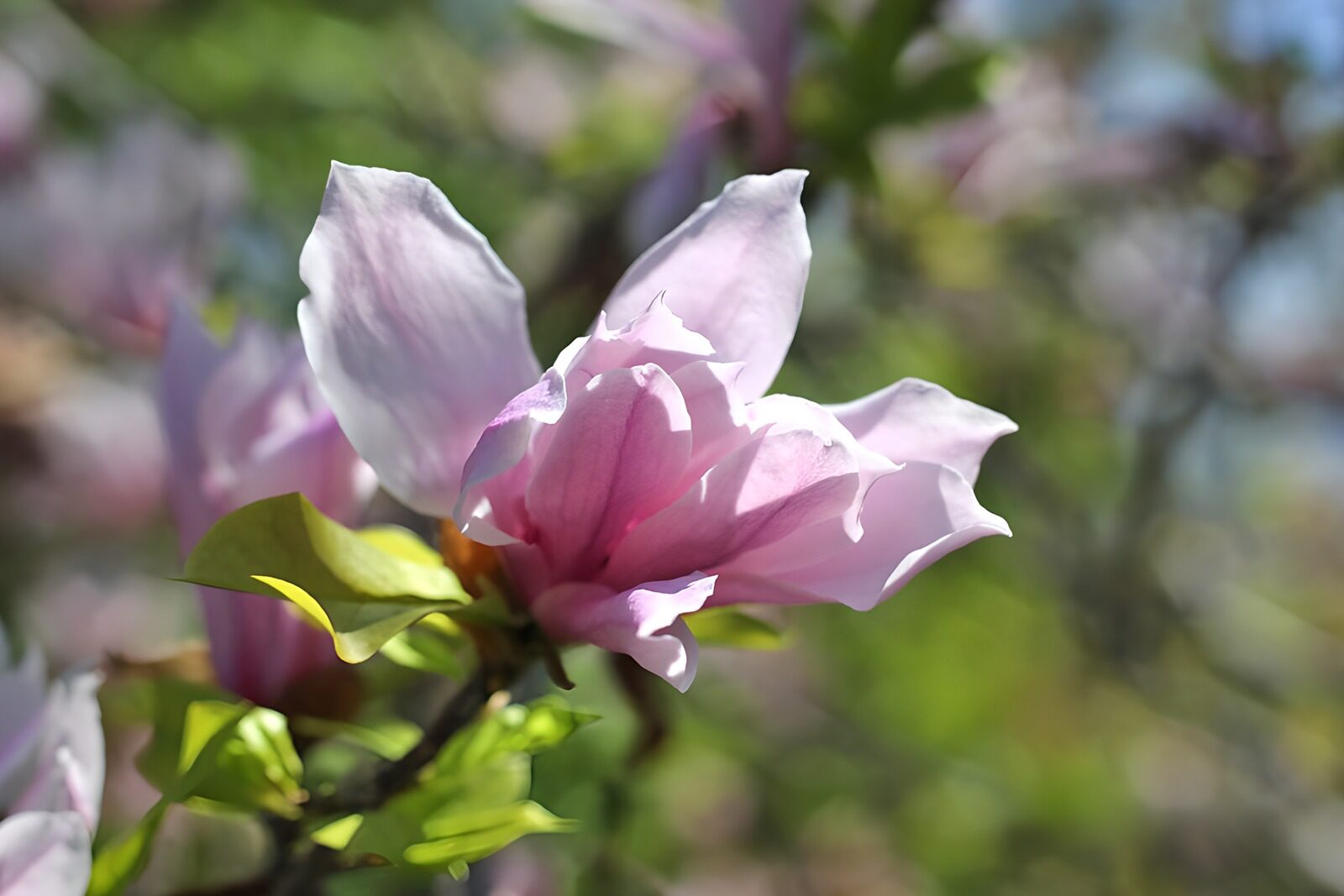 TPDE78698: Blüte einer Magnolia