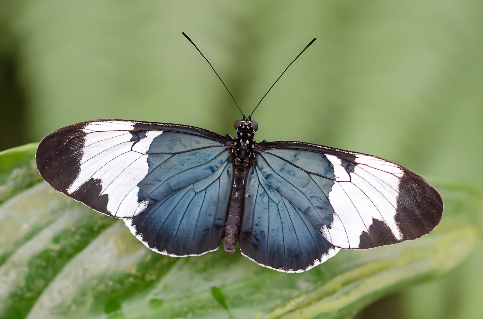 TPDE95546: blauschwarzer Schmetterling mit deutlichen Flügelzeichnungen, Kopf, Brust und Hinterleib