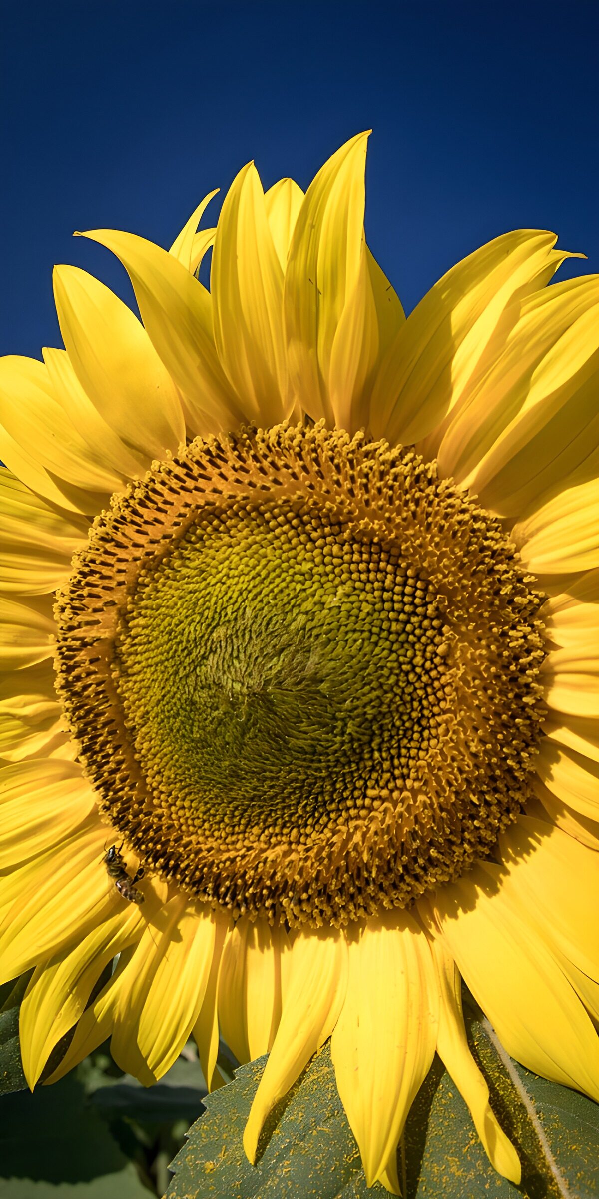 TPDE46879: Strahlende Sonnenblume im Sonnenlicht