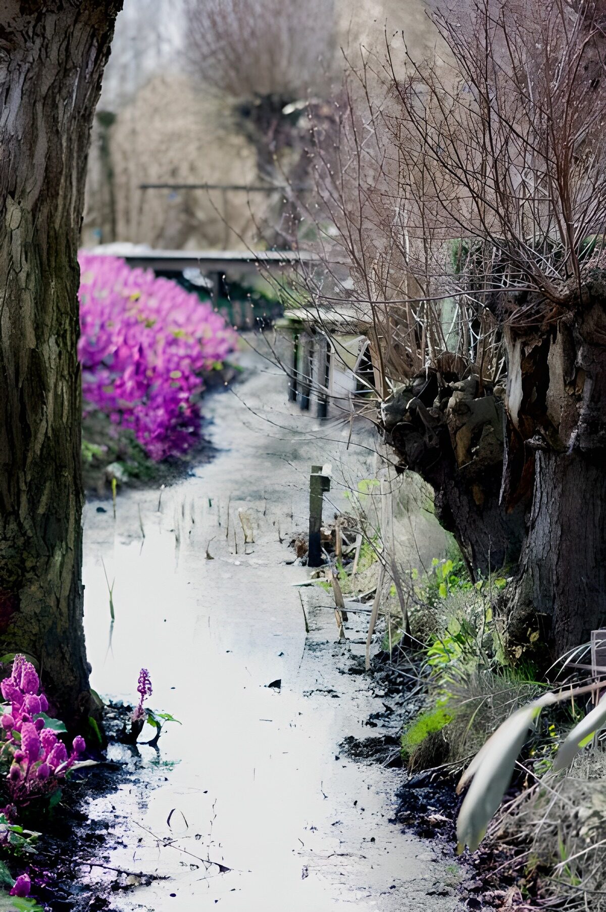 TPDE69955: Wanderweg am Wasser und Kopfweiden entlang