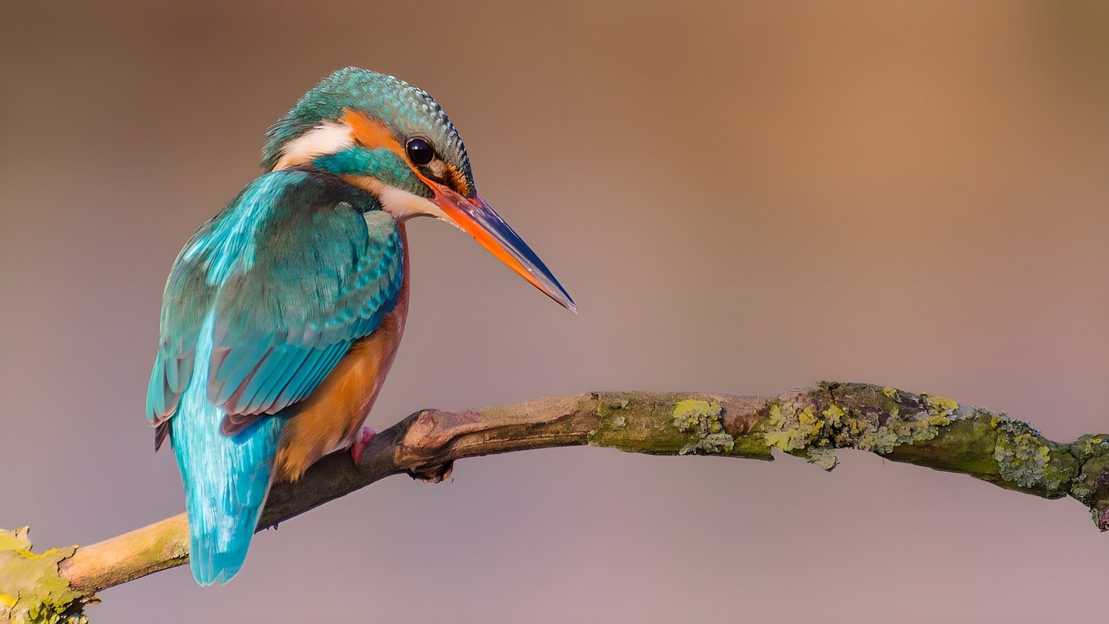 TPDE81117: die leuchtenden Farben des Eisvogels