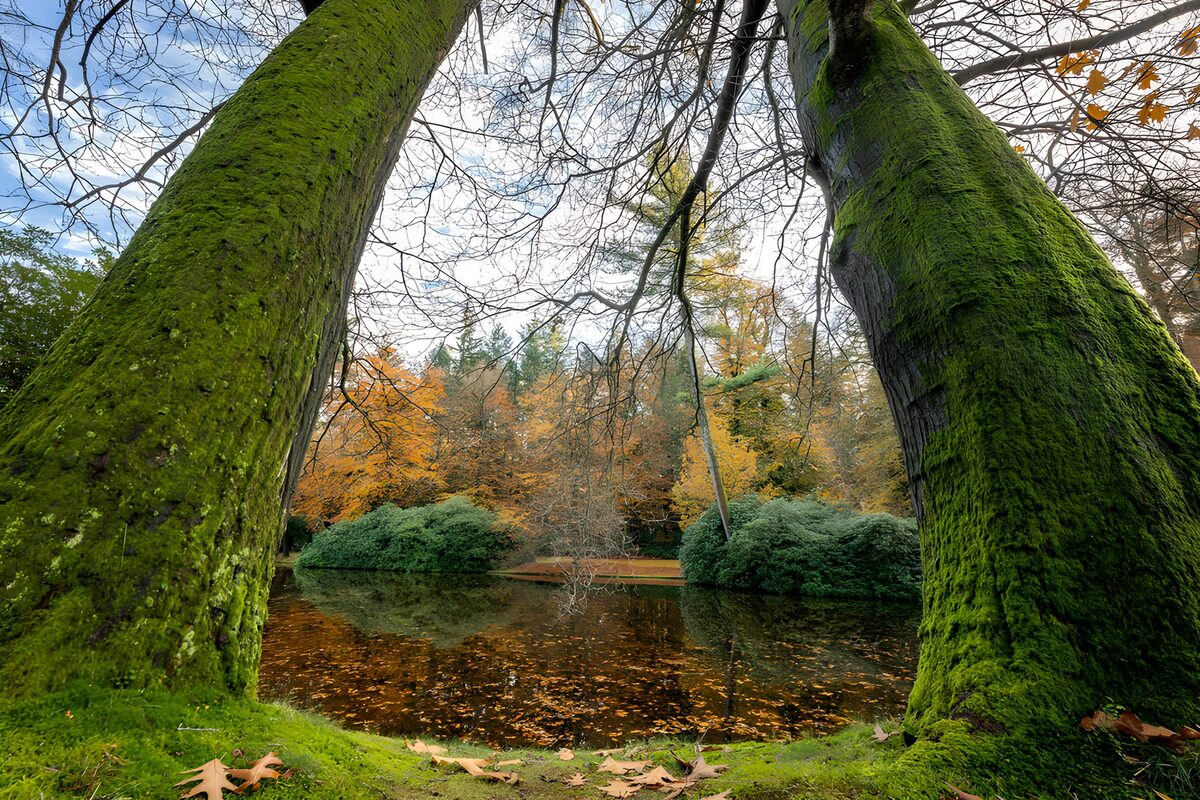 TPDE25232: Herbstliche Baumlandschaft am Teich