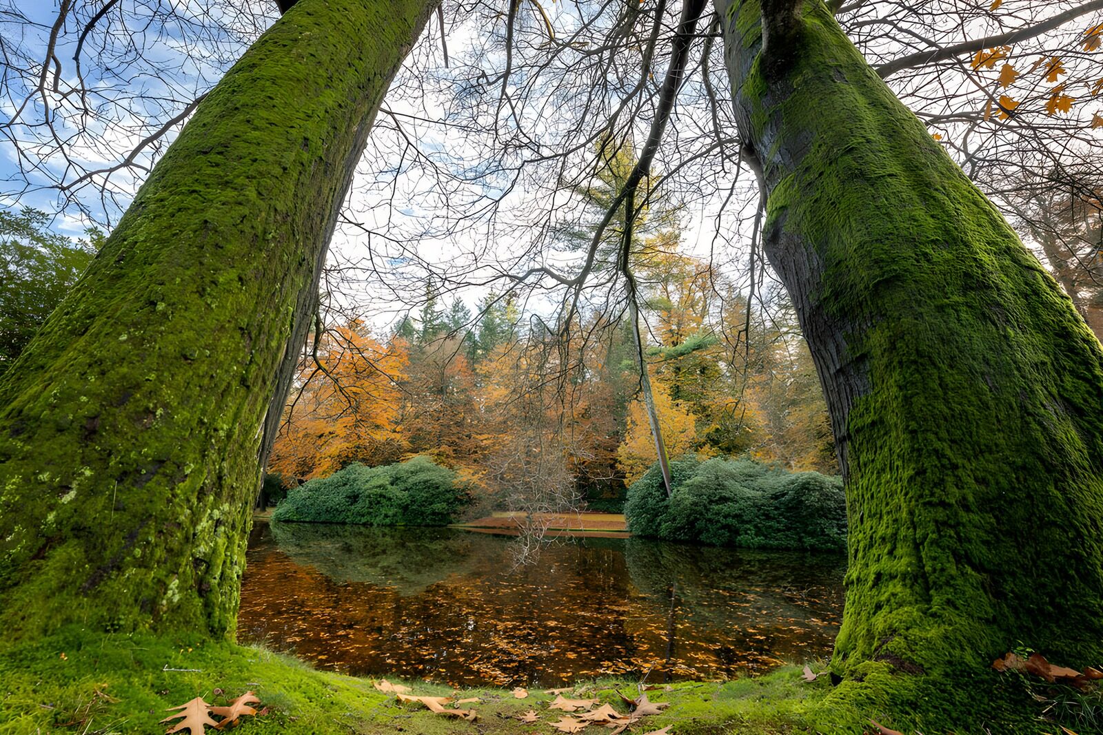 TPDE25232: Herbstliche Baumlandschaft am Teich