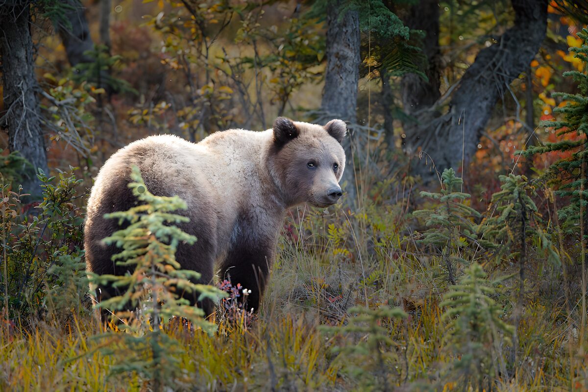 Braunbär im Herbstwald