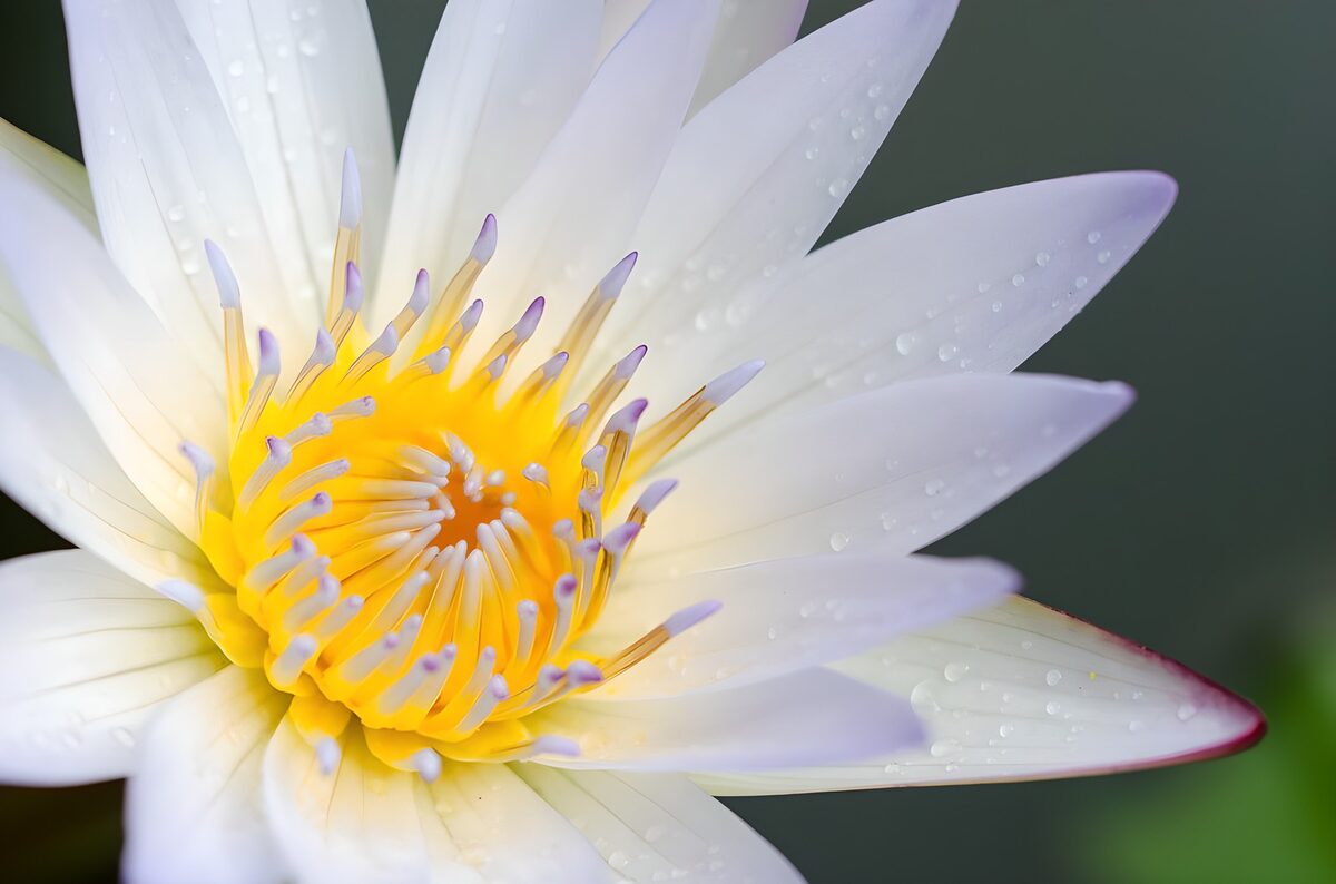 indische Lotusblume in weiß und gelb