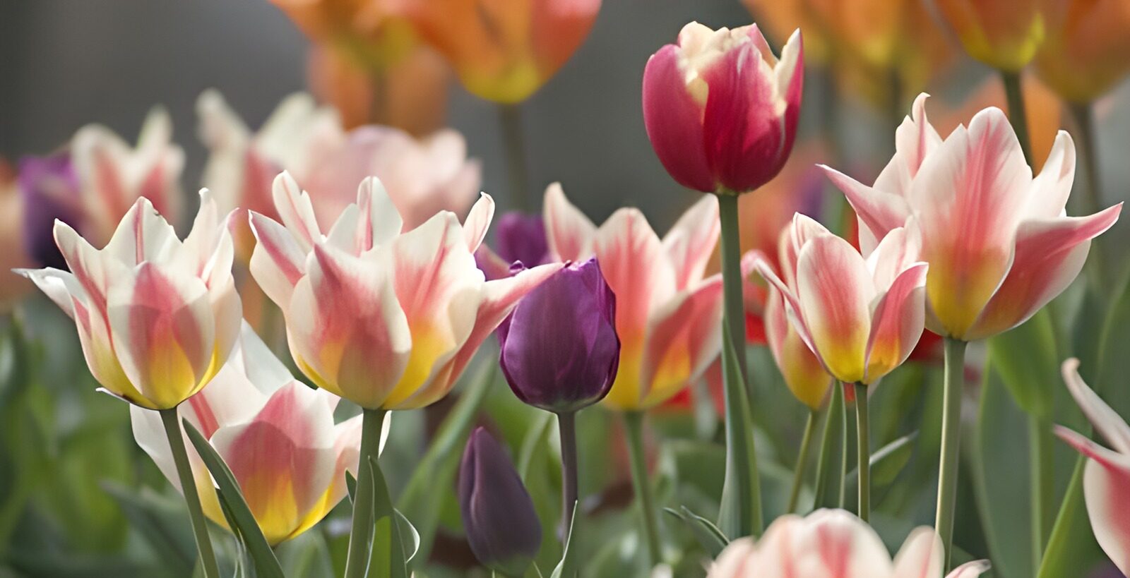 TPDE86763: farbenprächtige Tulipa Greigii
