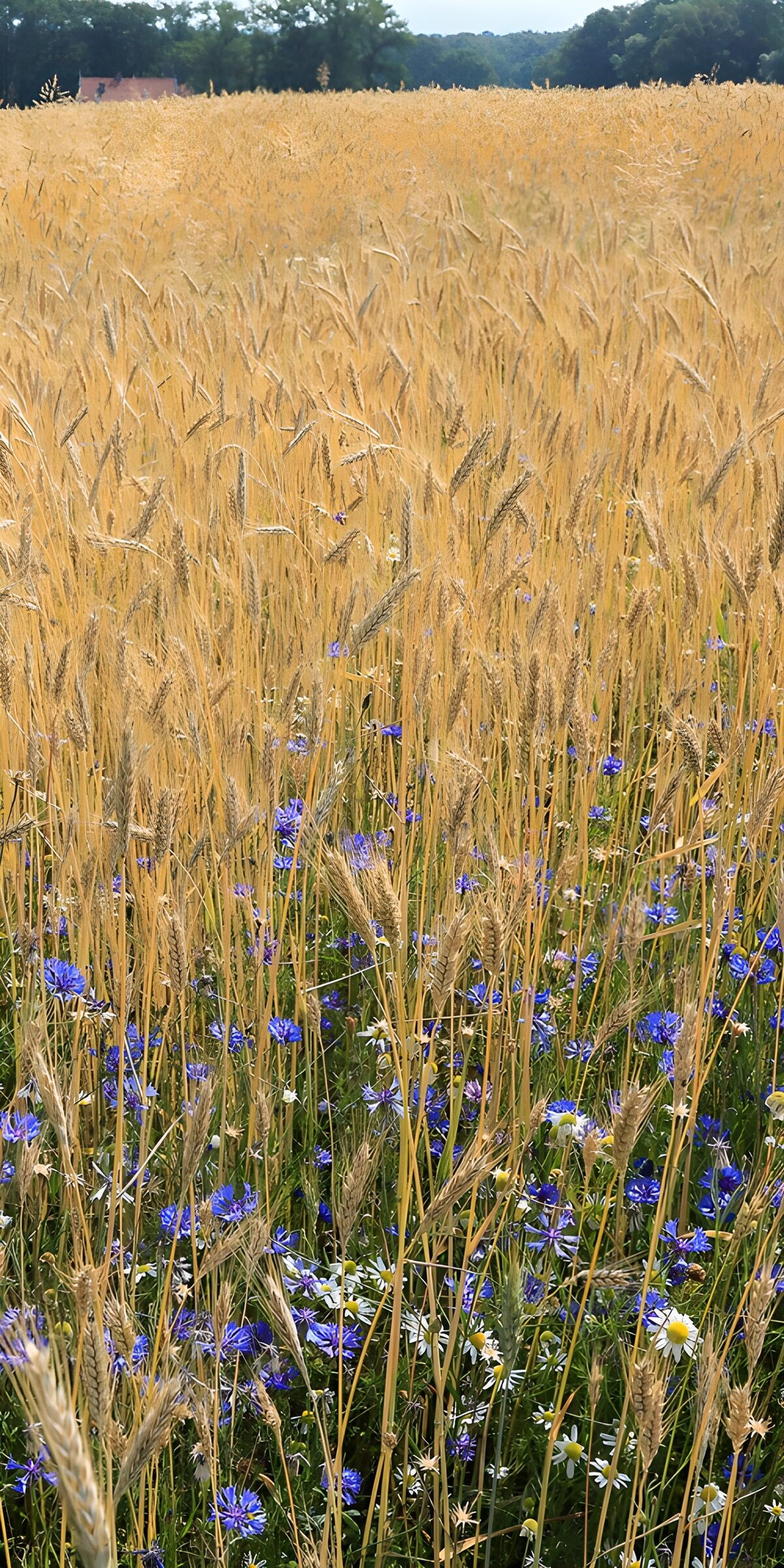 TPDE51272: Goldenes Weizenfeld mit Blumen