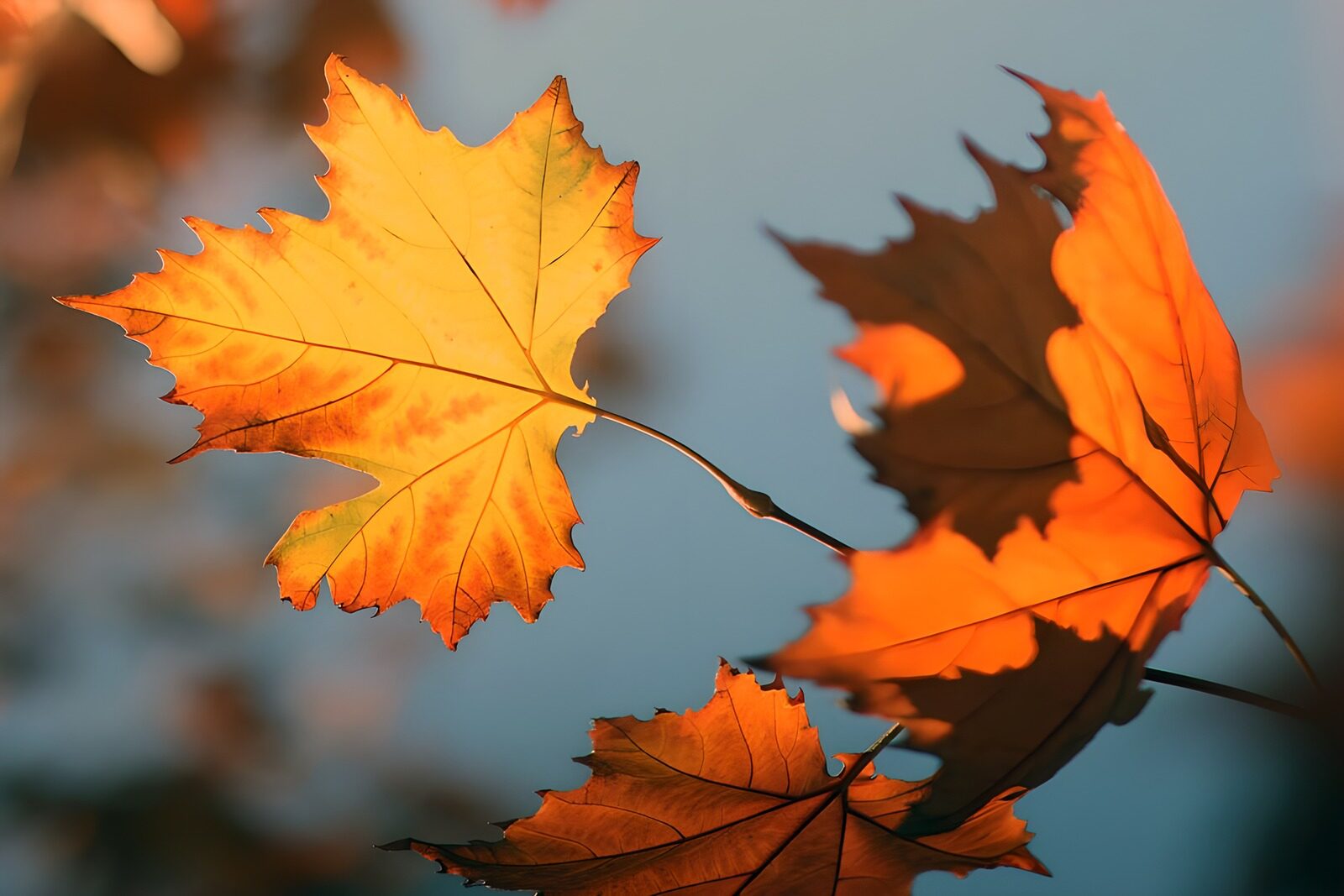 TPDE24464: braungelbe Herbstblätter in der Sonne