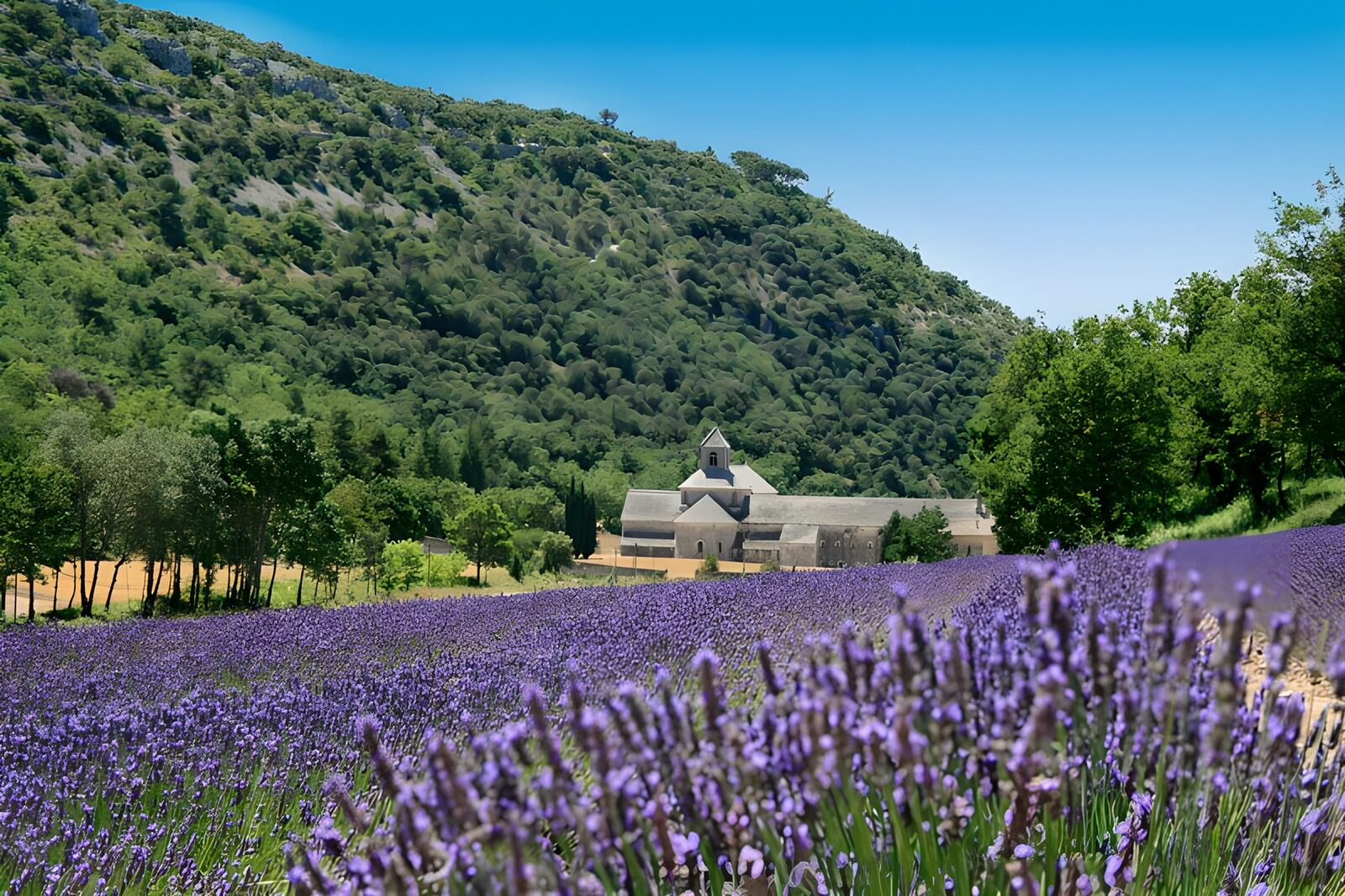 TPDE69742: großes Lavendelfeld in der Haute-Provence