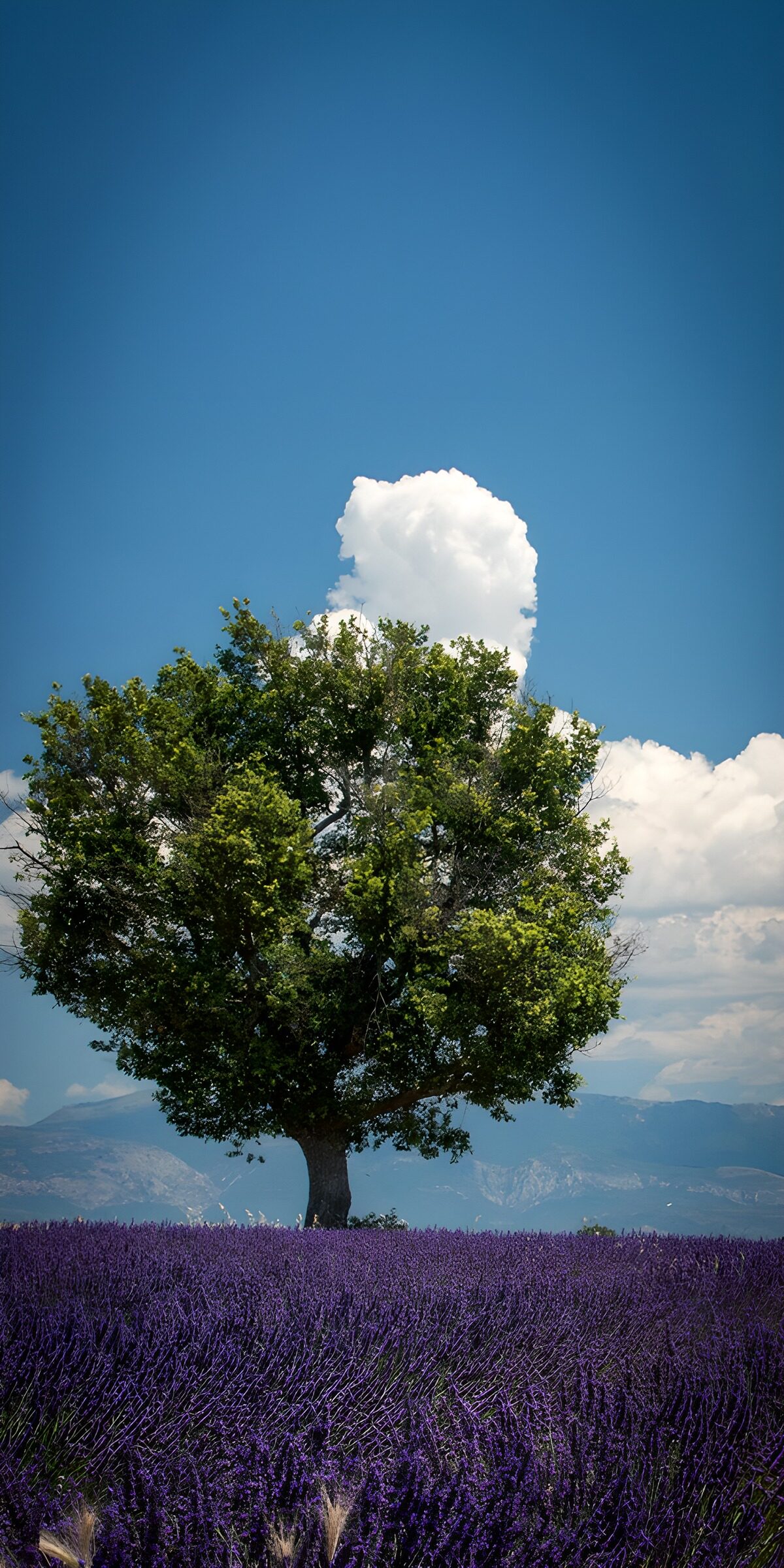 TPDE81325: Lebender Baum über lila Lavendelfeldern