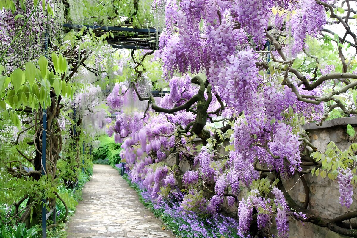 TPDE58121: Wisteria-Pfade im blühenden Garten