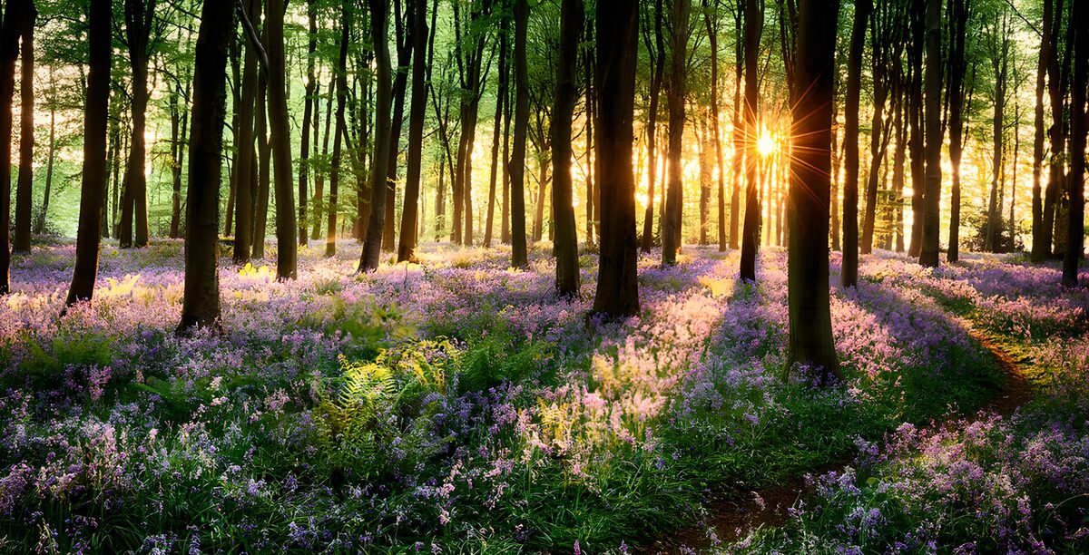 Sonnenuntergang im blühenden Wald