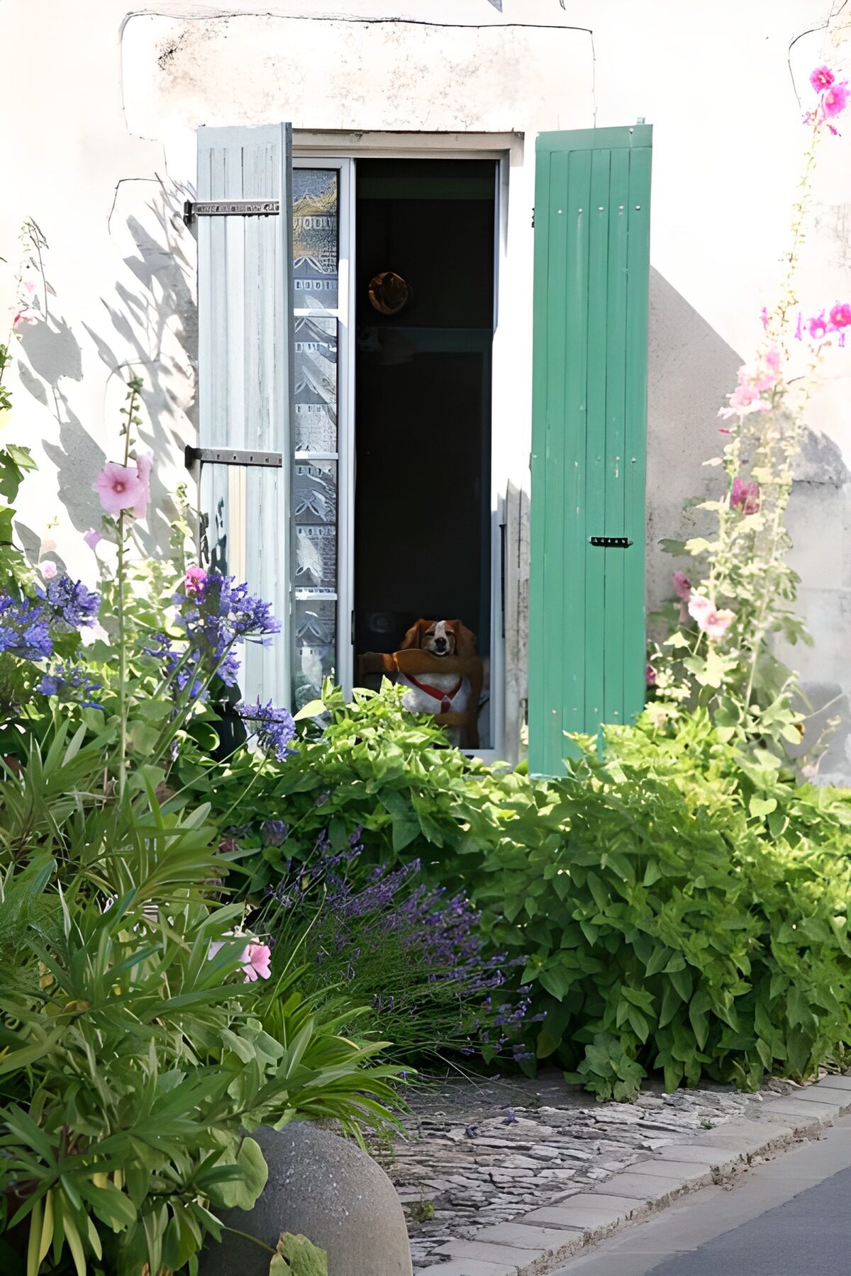 ein kleiner Hund guckt aus dem Fenster mit Fensterläden und Pflanzen und Blumen