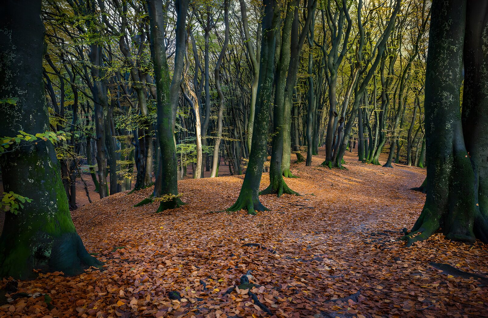 TPDE24352: Herbstlicher Wald mit buntem Laub