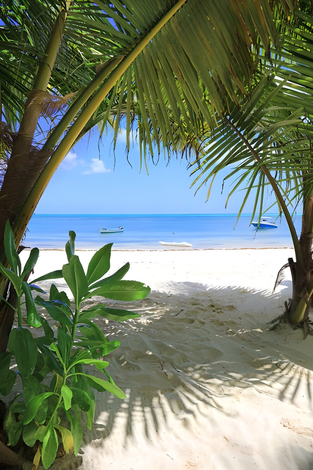 TPDE95499: Paradiesischer Strandblick durch Palmen
