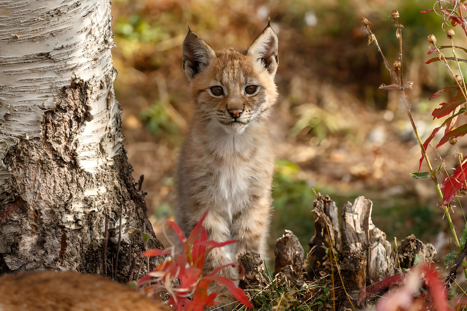 TPDE13154: Jungluchs im Herbstwald