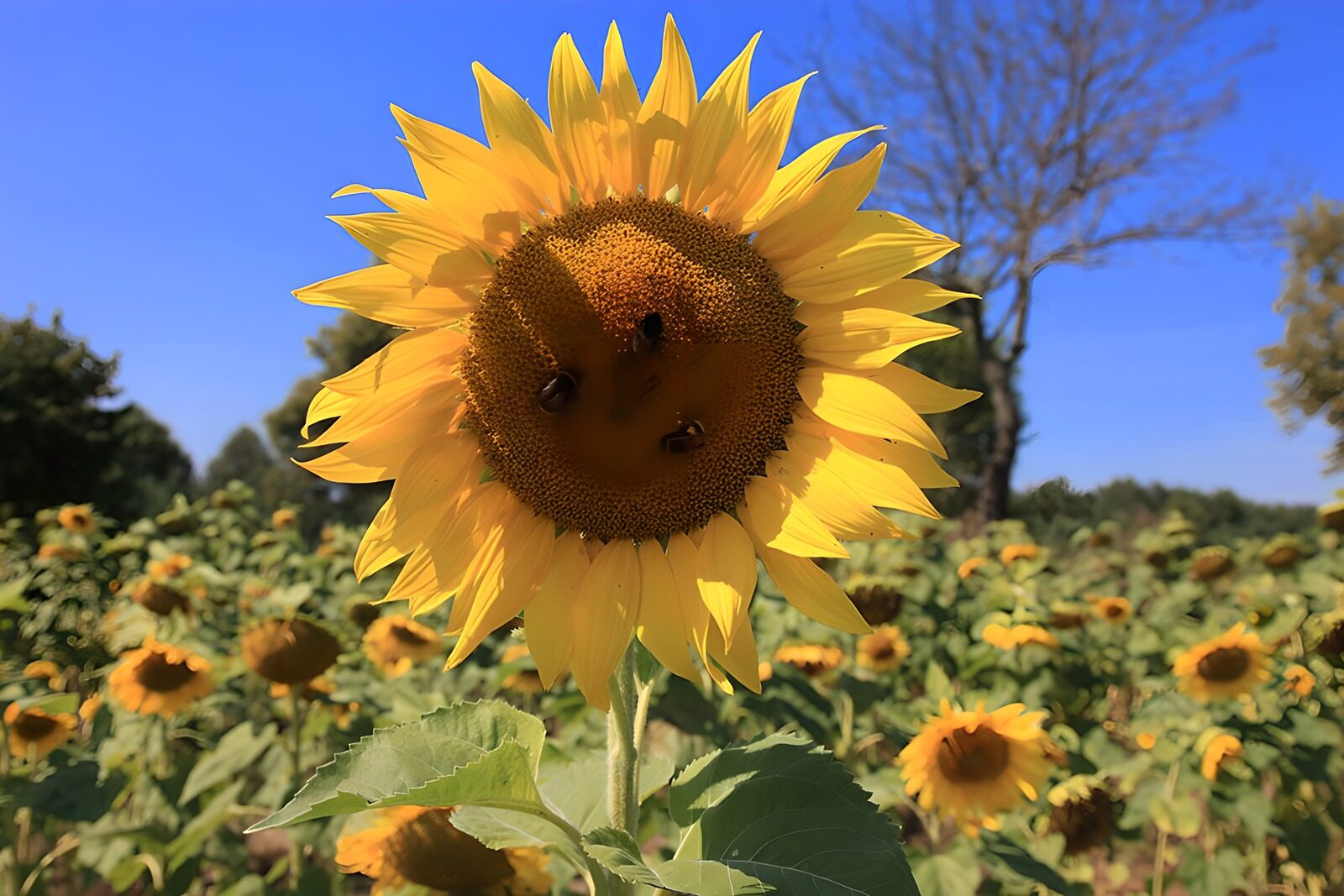 TPDE10128: die Bienen auf diesen Sonnenblumen lassen es sich gut schmecken