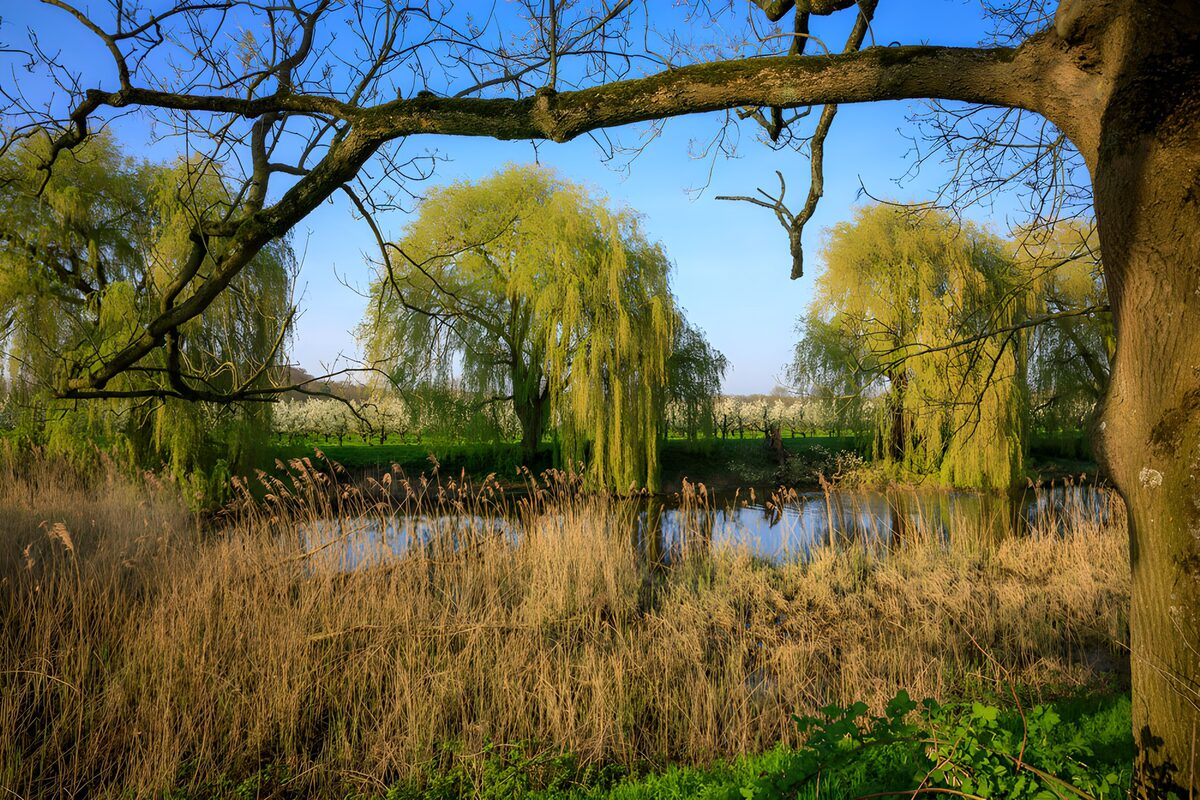 TPDE37248: Idylle am Wasser mit Weiden