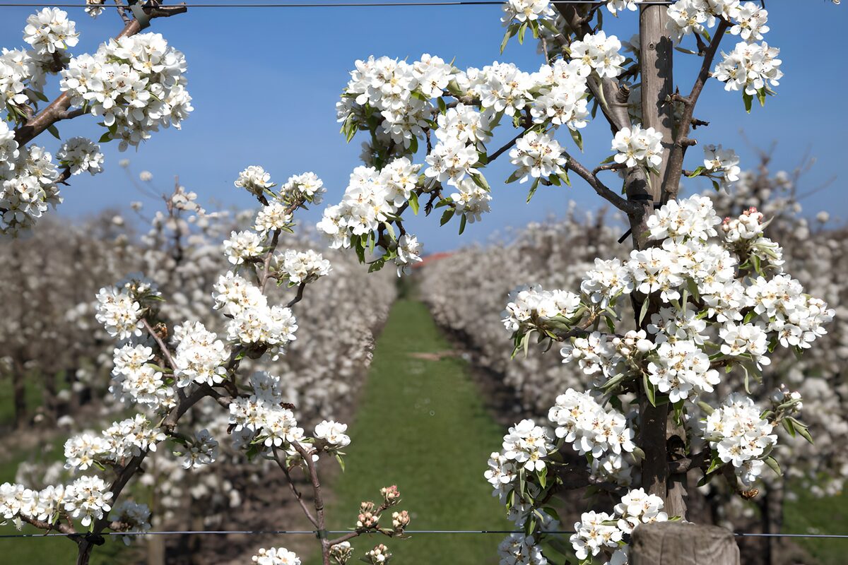 TPDE51782: Blühende Obstbaumplantage im Frühling
