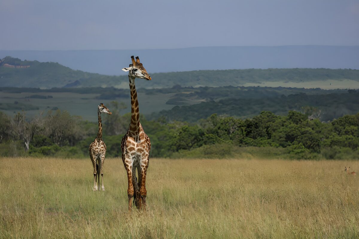 Giraffen im afrikanischen Grasland