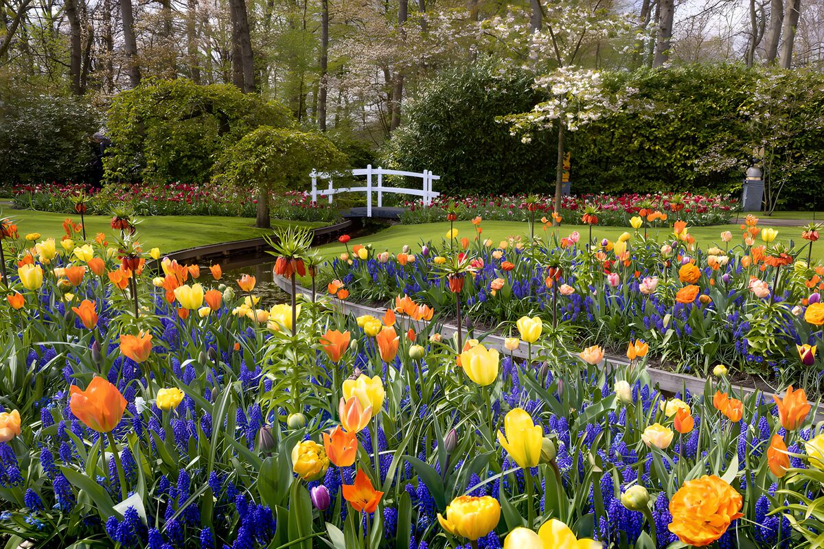 TPDE39846: Bunte Frühlingsblumen im Garten