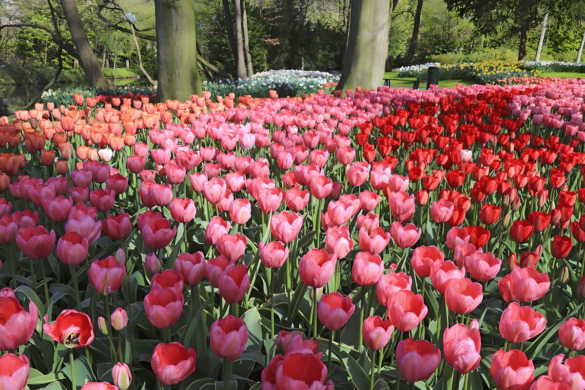 TPDE28299: Tulpen im Keukenhof 2