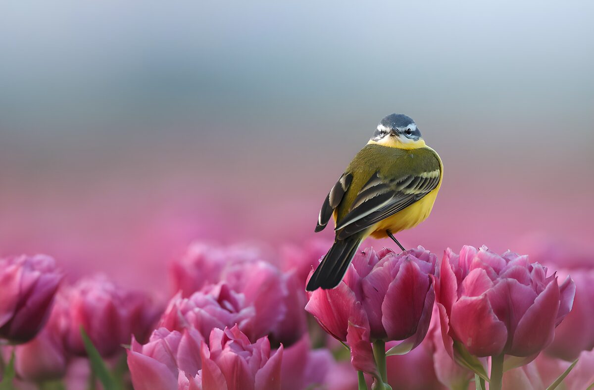 TPDE67529: Buntvogel auf Tulpenblüten