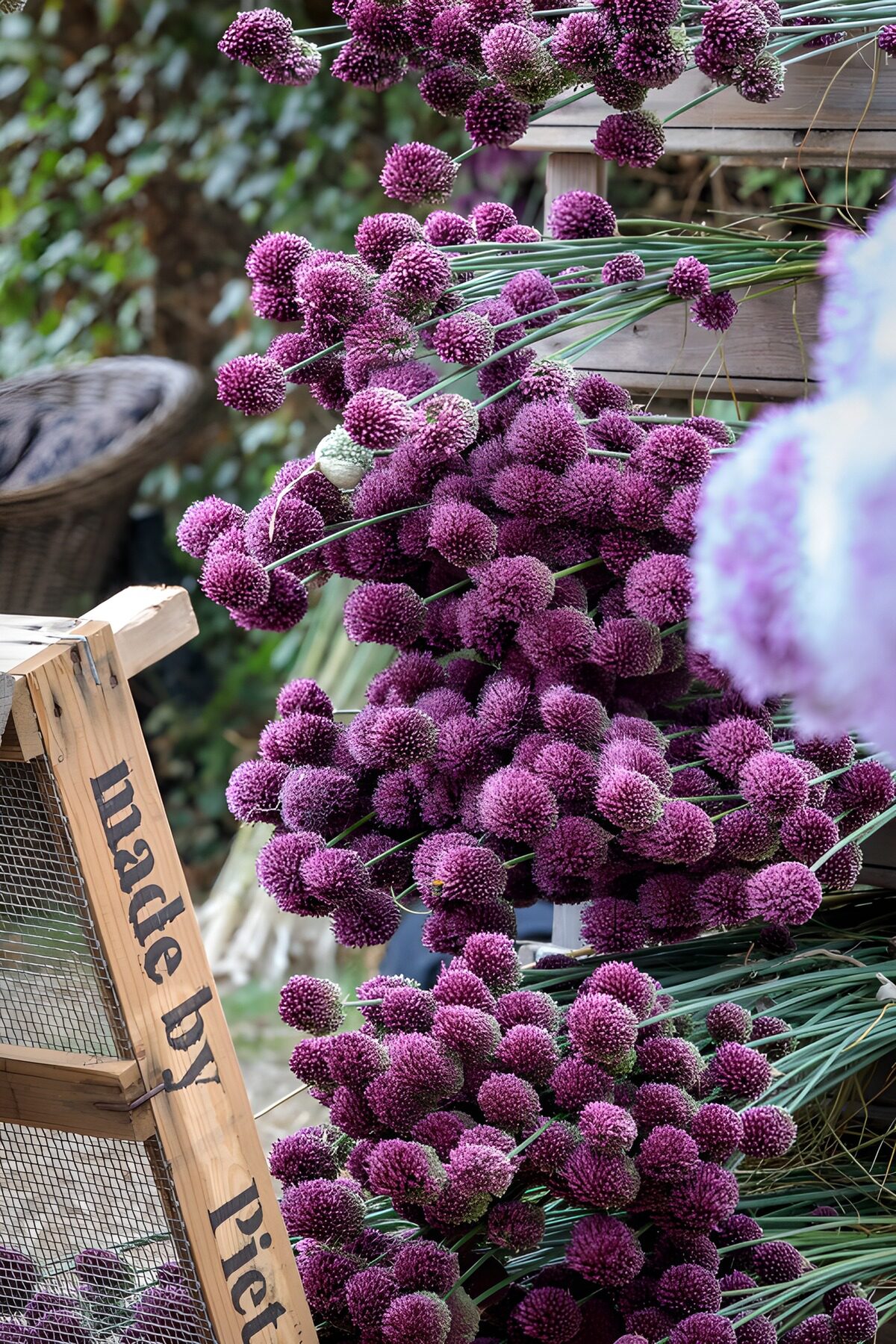 TPDE86961: Lila Blumenpracht im Garten
