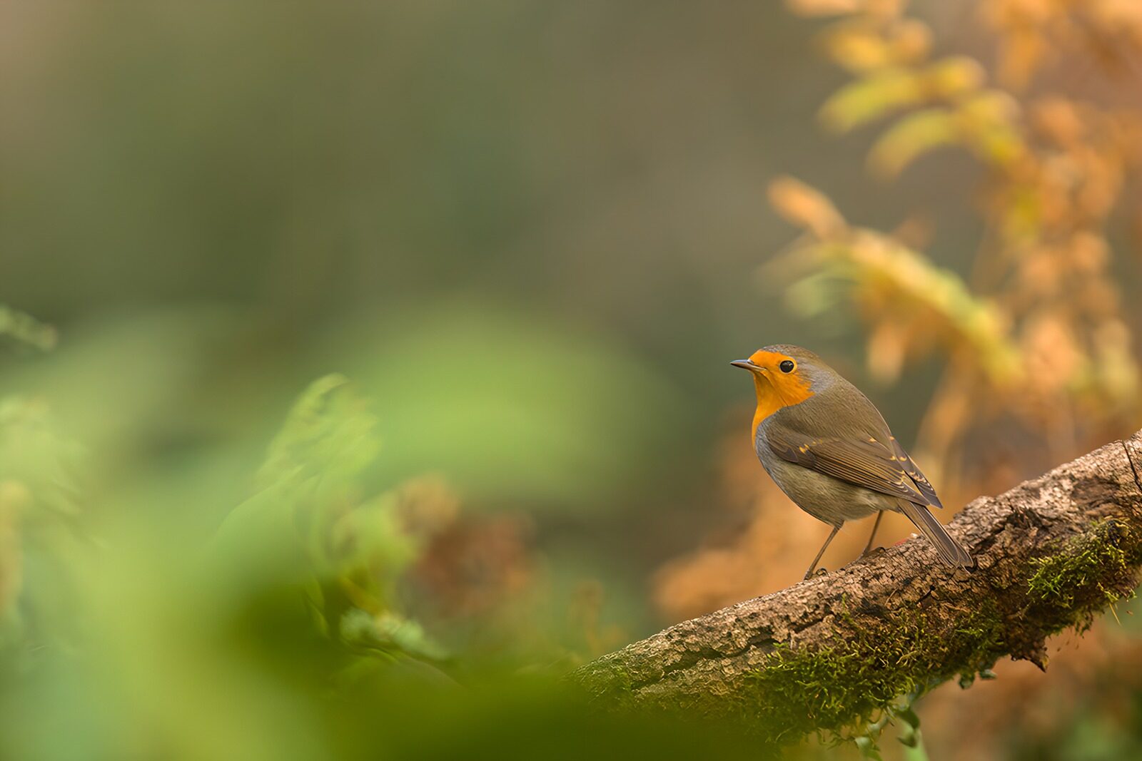 TPDE15763: Rotschenkel im herbstlichen Wald
