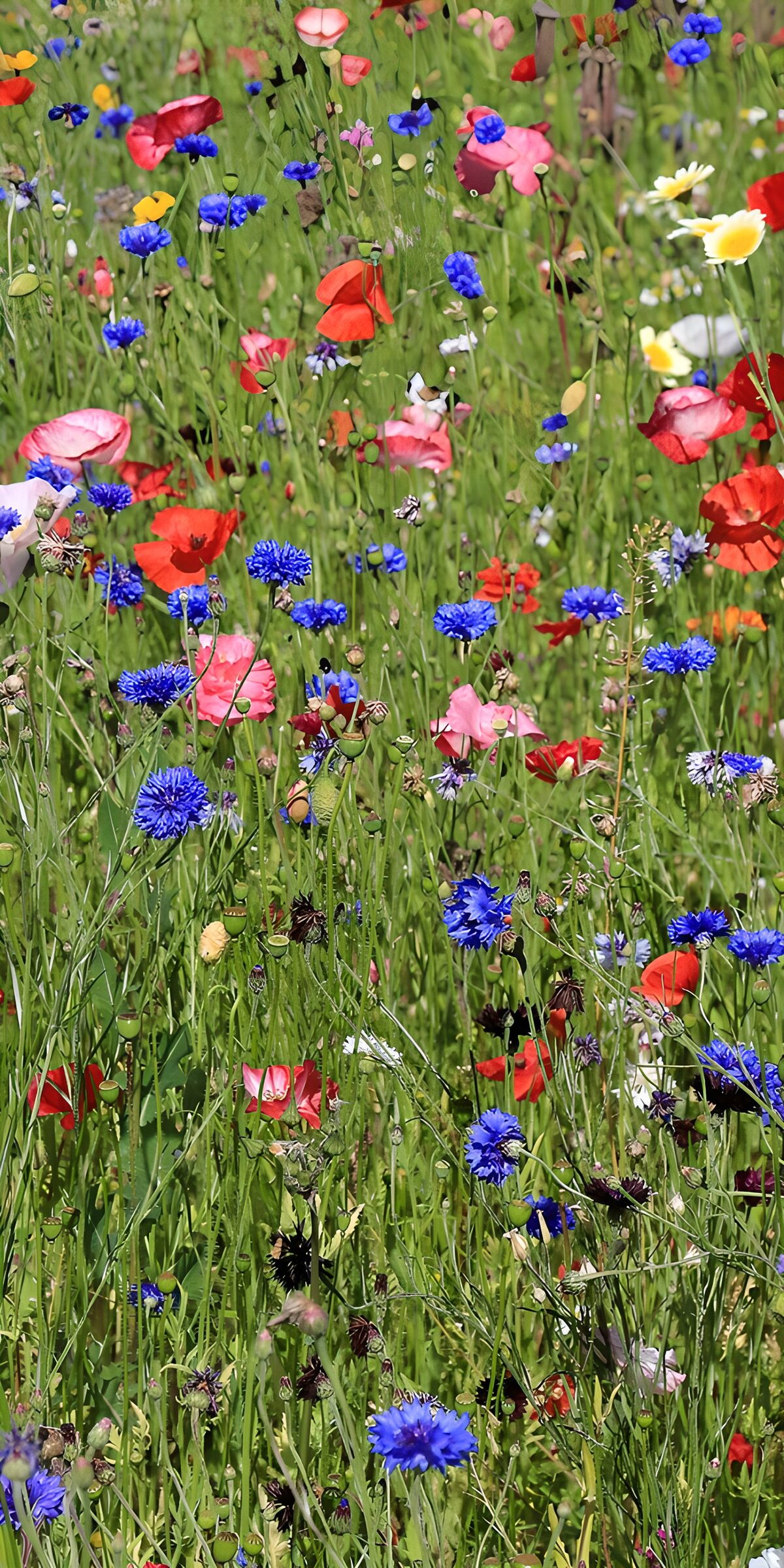 Bunte Blumenwiese im Frühling