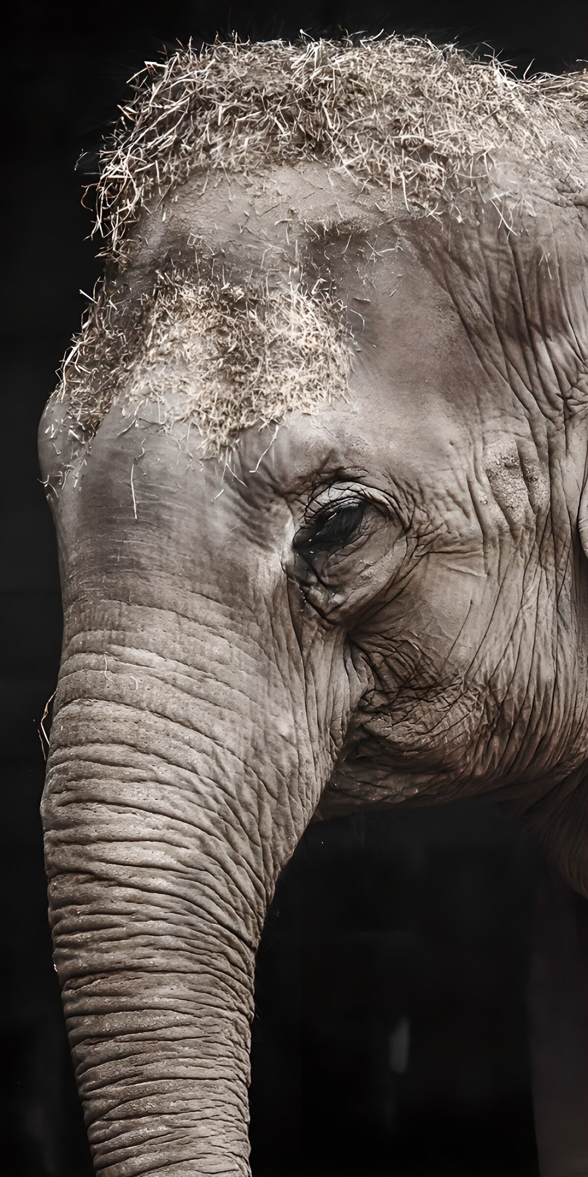 Elefant mit Heu auf dem Kopf